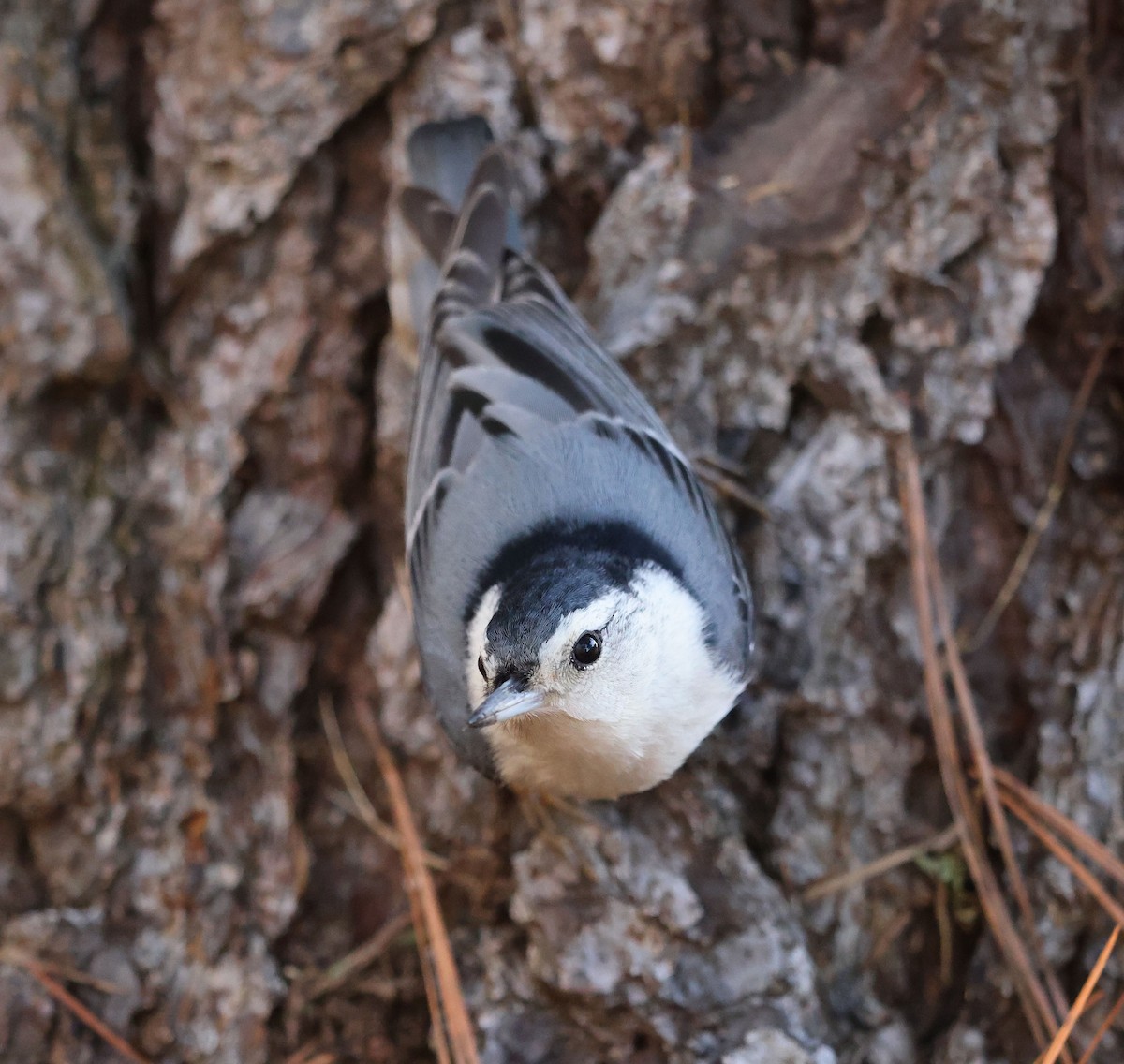 White-breasted Nuthatch - David Gibson