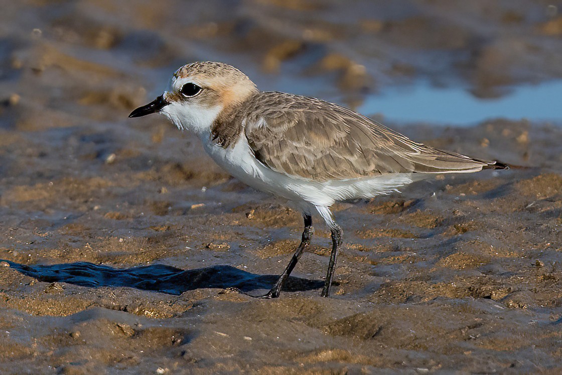 Red-capped Plover - James Hoagland