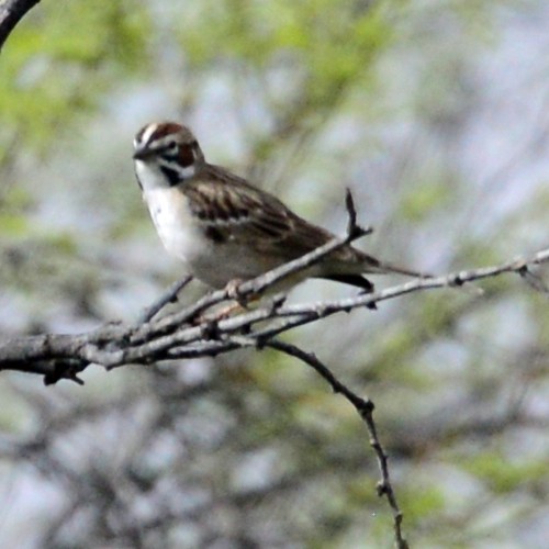 Lark Sparrow - ML52557361