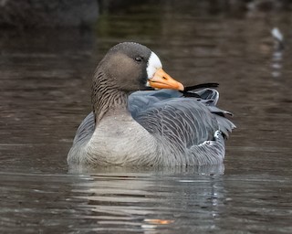 Greater White-fronted Goose, ML525573801