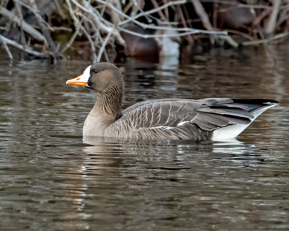 Greater White-fronted Goose - ML525573811