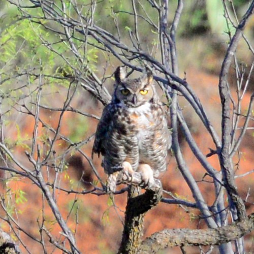 Great Horned Owl - ML52557481