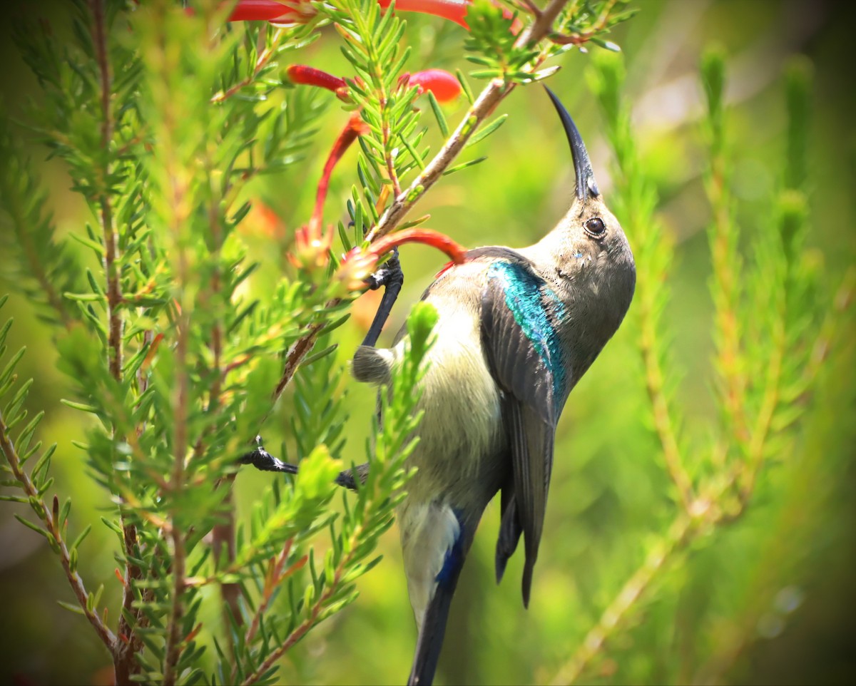 Southern Double-collared Sunbird - ML525576361