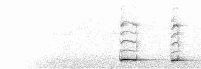  - Pale-billed Antpitta