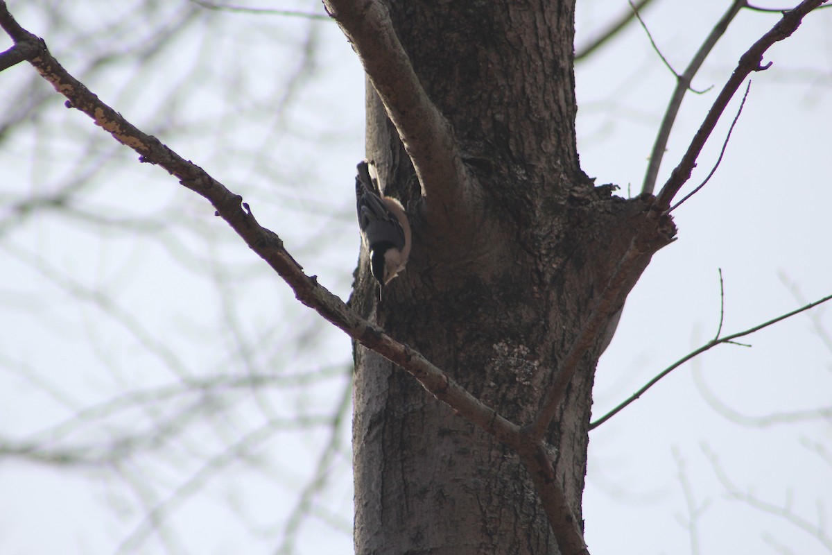 White-breasted Nuthatch - ML525582521