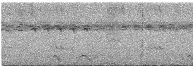 Дрімлюга плямистий - ML525582641