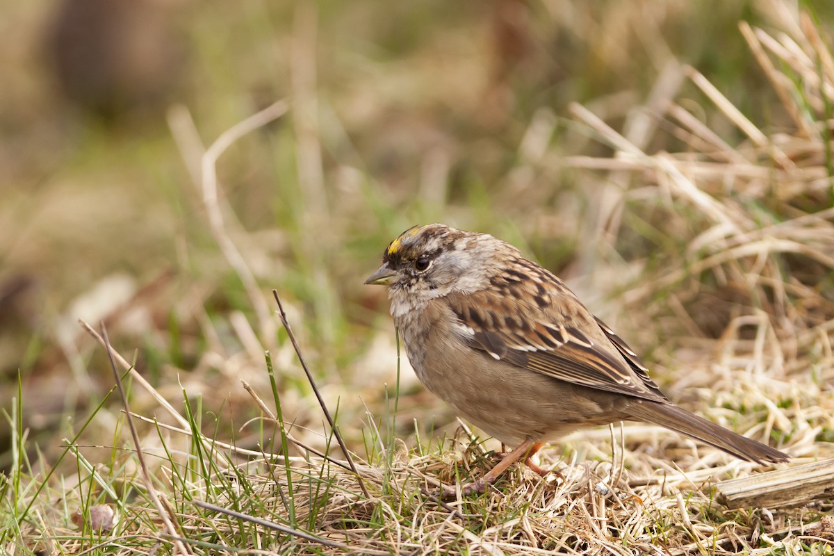 Golden-crowned Sparrow - ML52558431