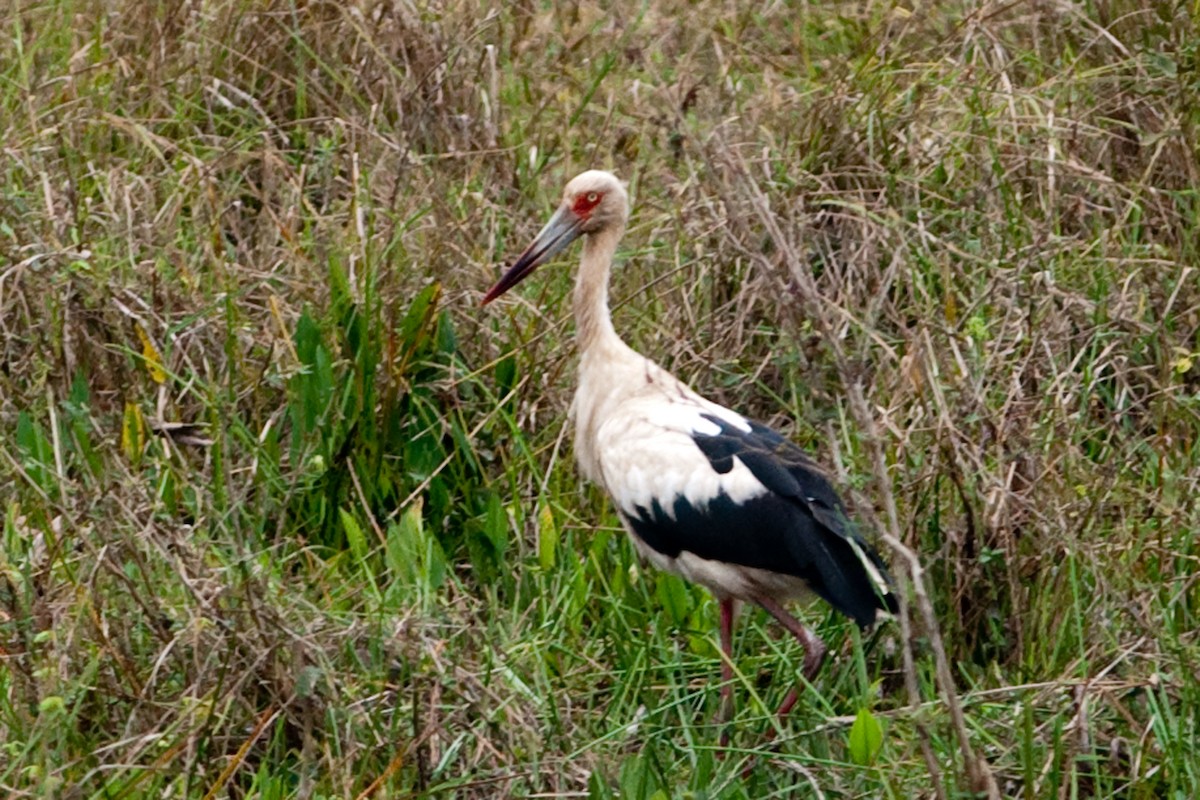Maguari Stork - ML525589791