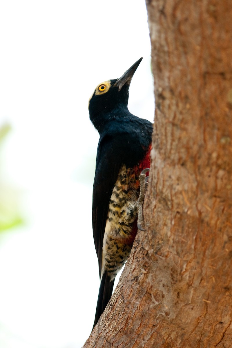 Yellow-tufted Woodpecker - ML525590391