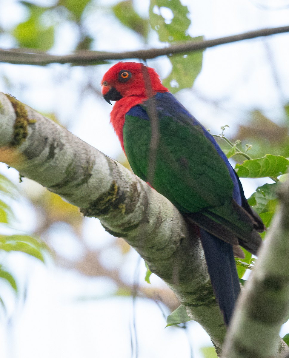 Трёхцветный попугай - ML525591591