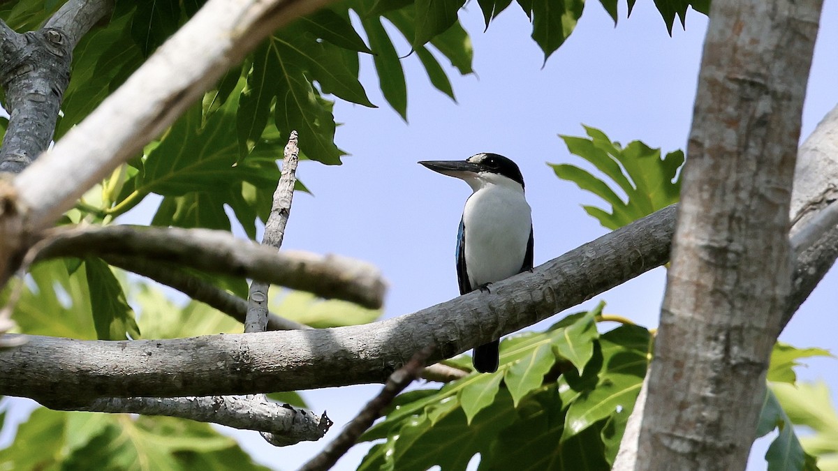 Melanesian Kingfisher (New Ireland) - Mike Sylvia