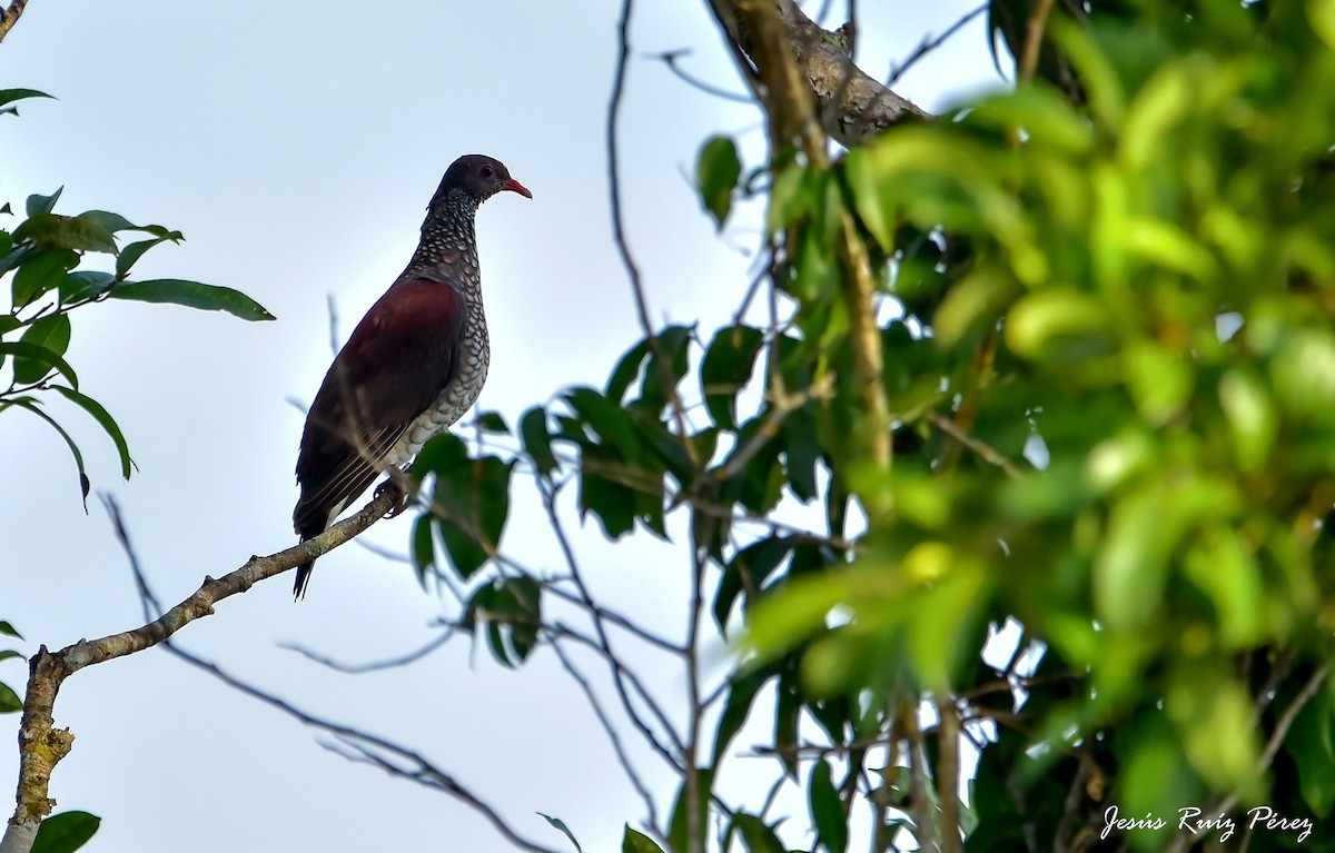 Scaled Pigeon - ML525593791