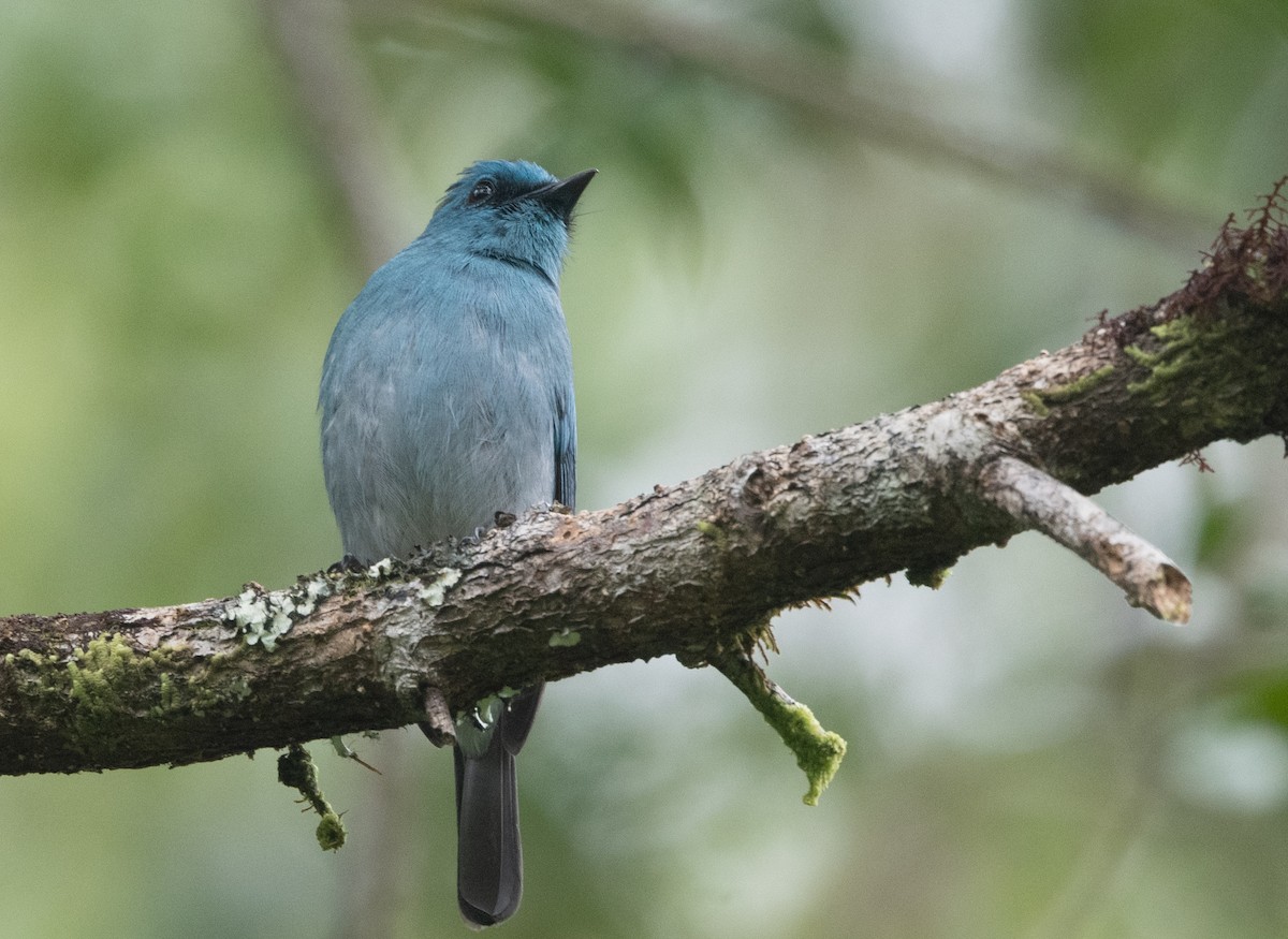 Turquoise Flycatcher - ML525594001