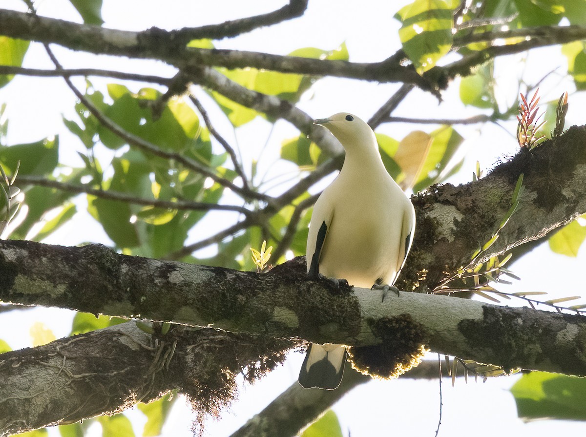 Pied Imperial-Pigeon - ML525594451