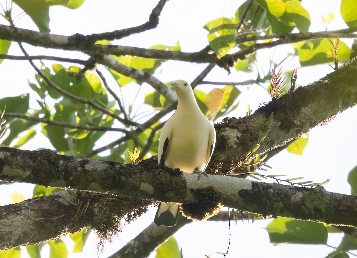 Pied Imperial-Pigeon - ML525594461