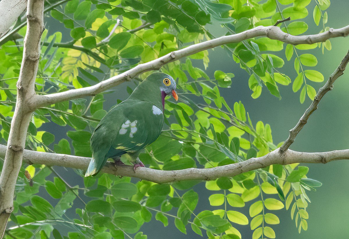 Claret-breasted Fruit-Dove - ML525597321