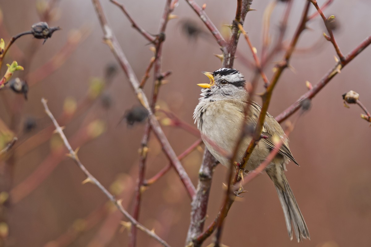White-crowned Sparrow (pugetensis) - Joshua Covill