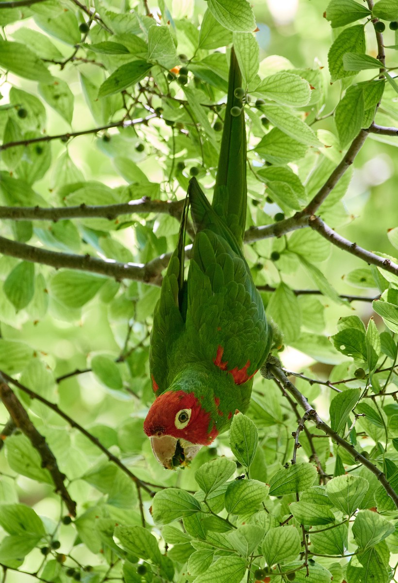 Red-masked Parakeet - ML525607351