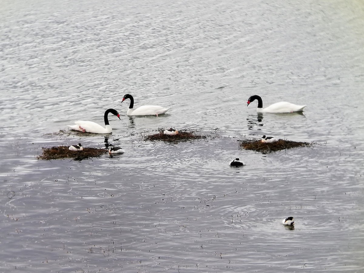 Black-necked Swan - ML525607391