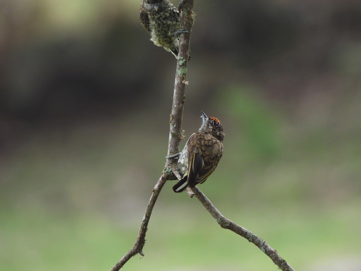 Scaled Piculet - ML525607631