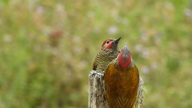 Golden-olive Woodpecker - ML525614321