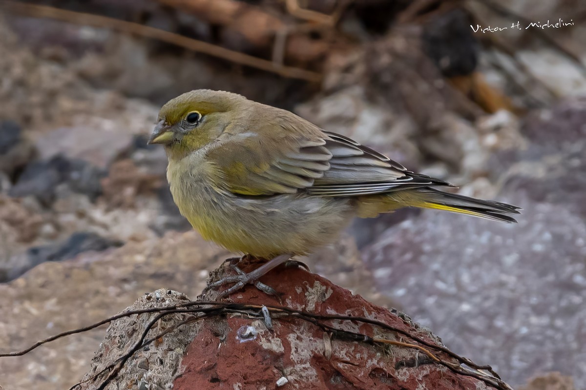 Patagonian Yellow-Finch - ML525614881
