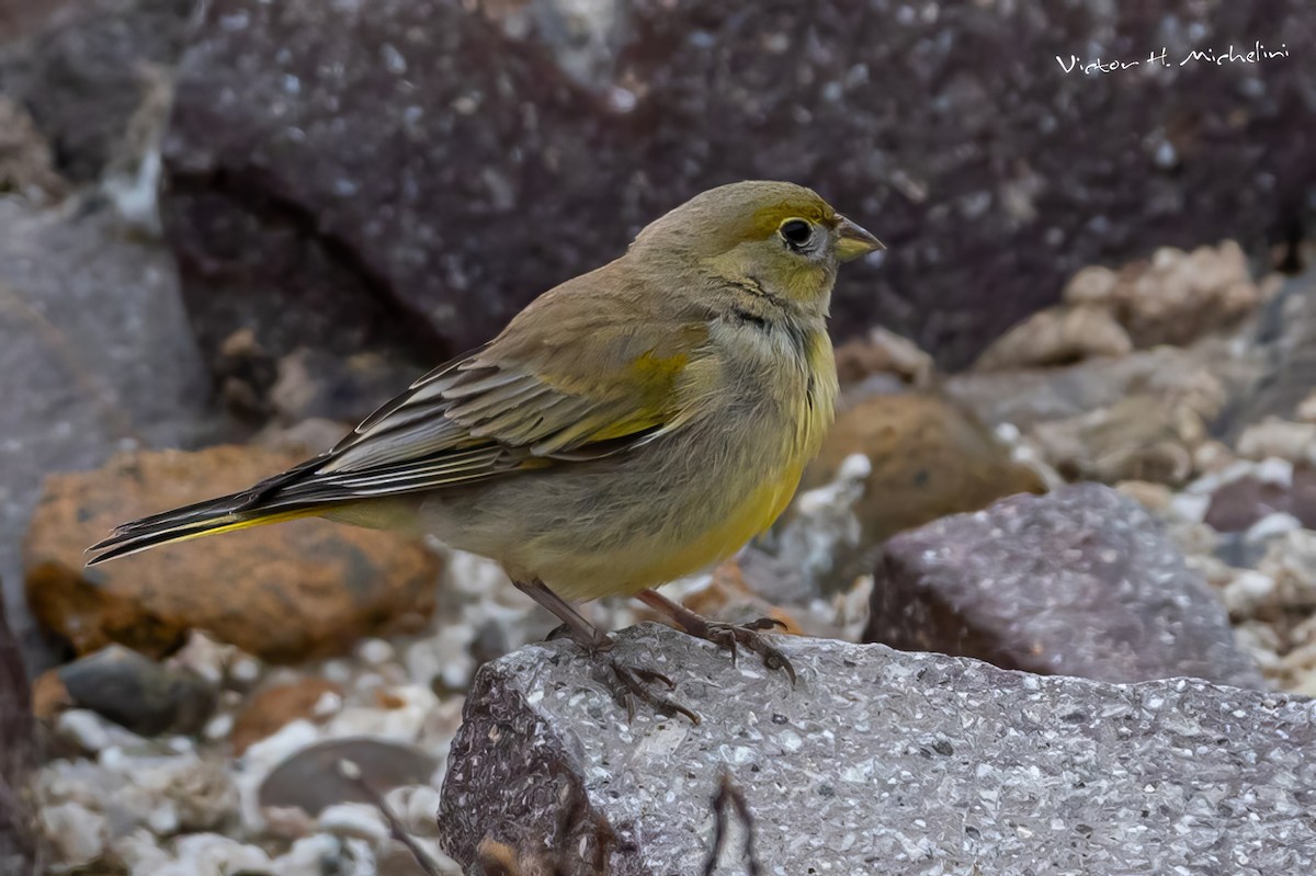 Patagonian Yellow-Finch - ML525614911