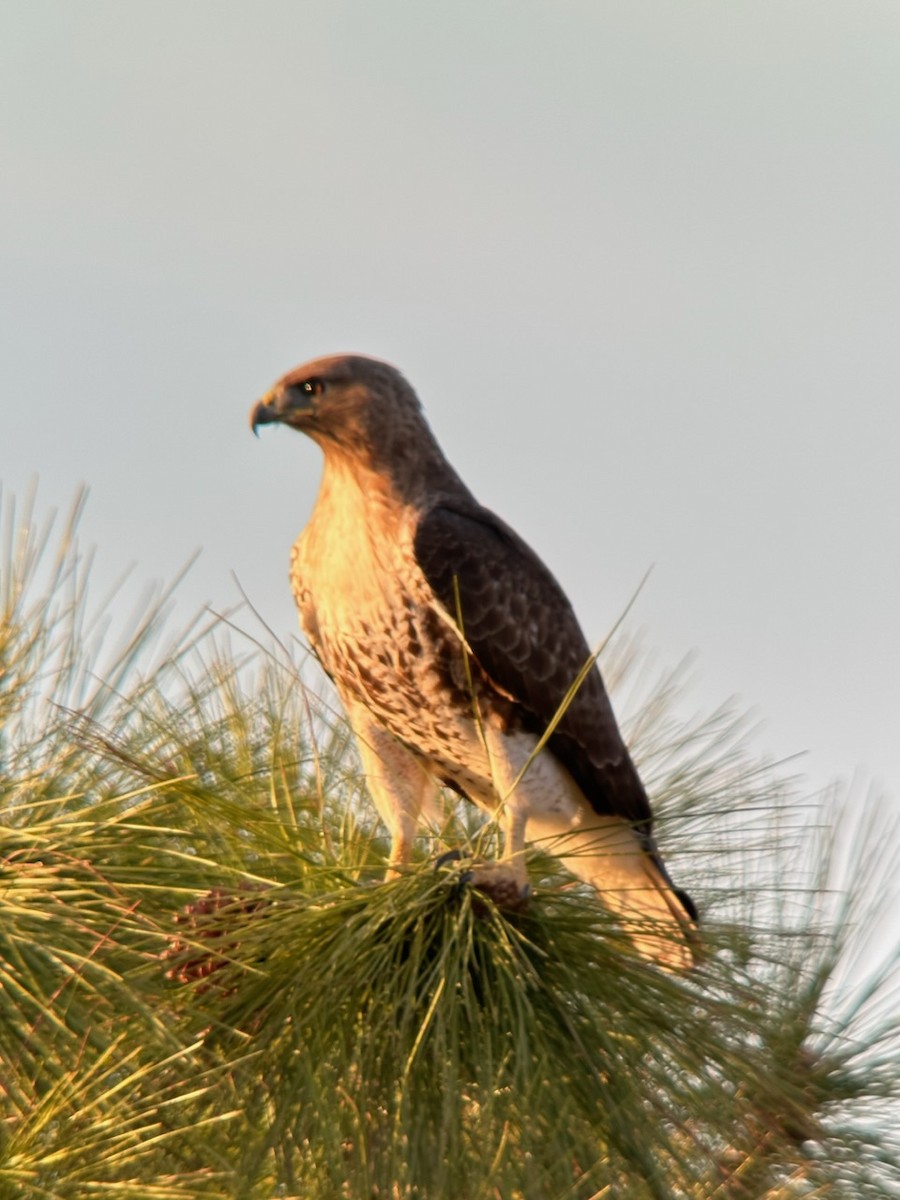 Red-tailed Hawk - ML525617821