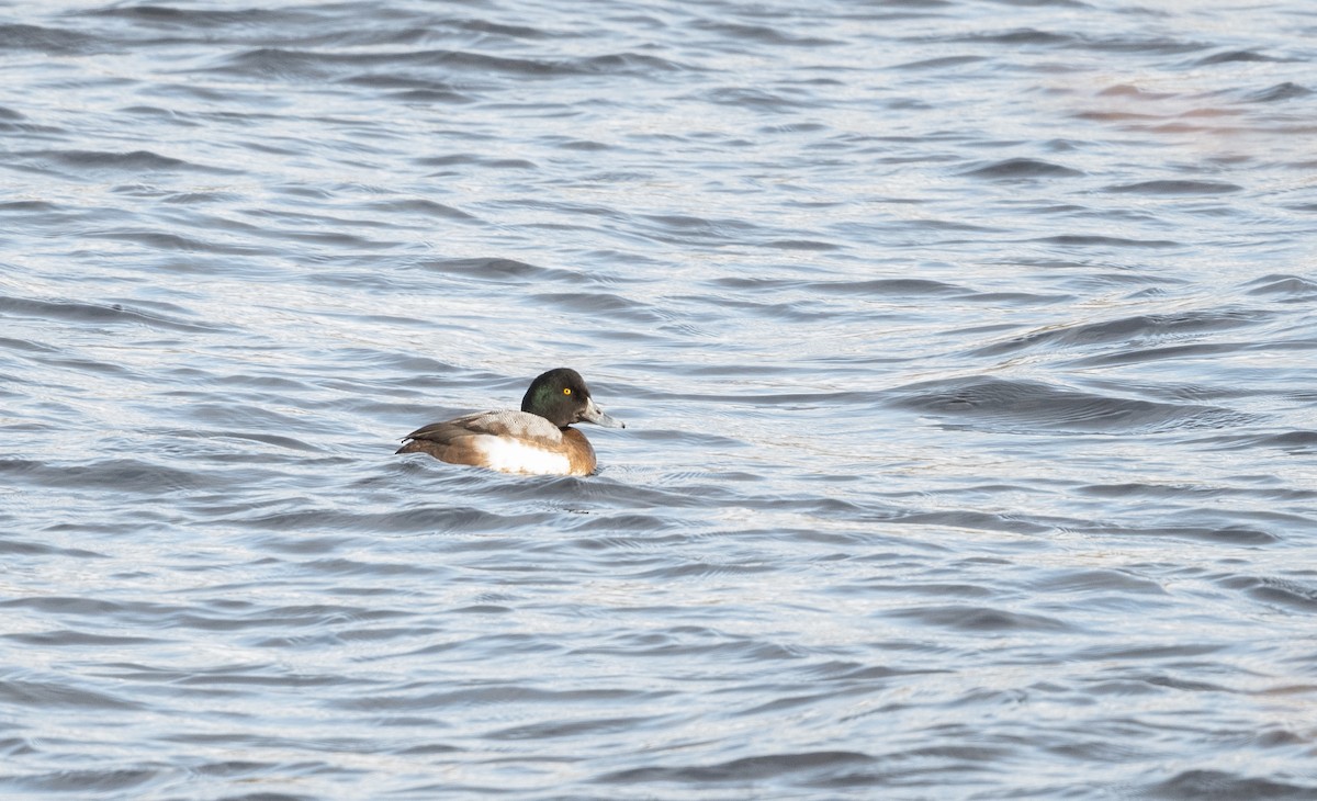 Greater Scaup - ML525620781