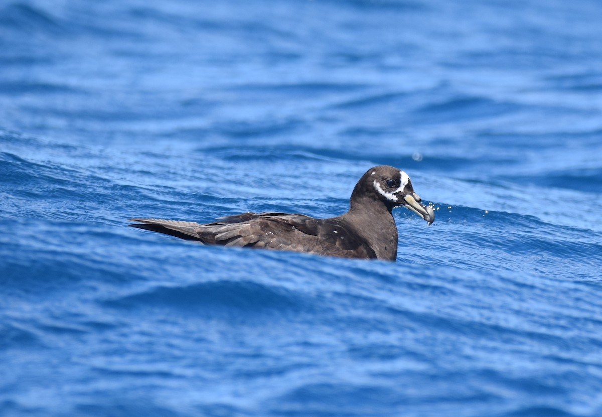 Spectacled Petrel - Ryne Rutherford