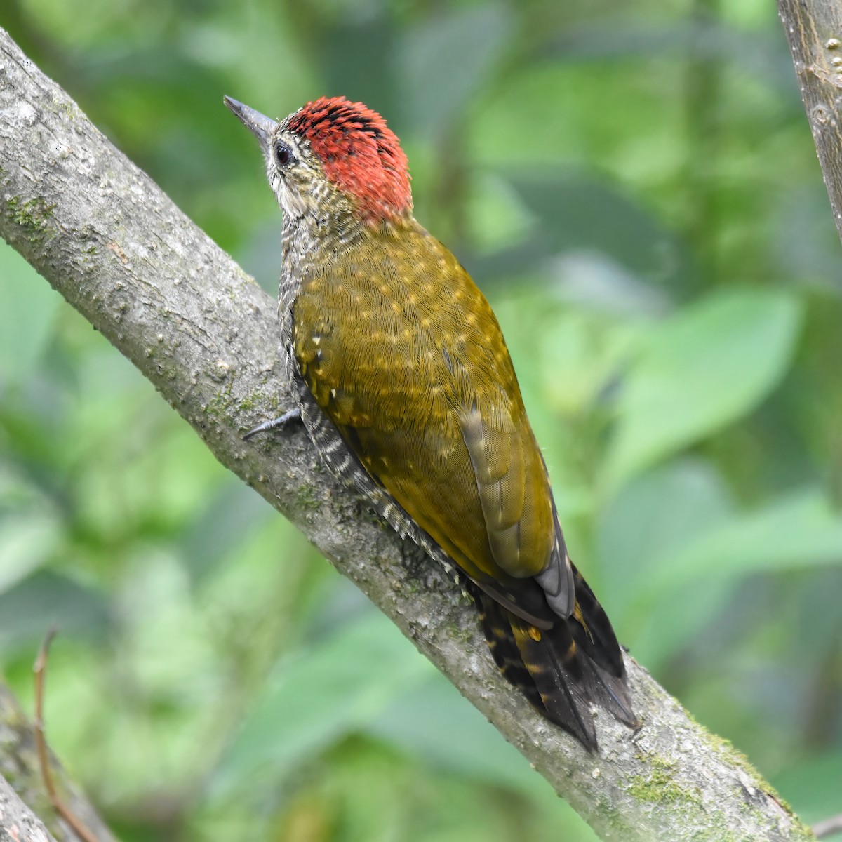 Dot-fronted Woodpecker - ML525623051