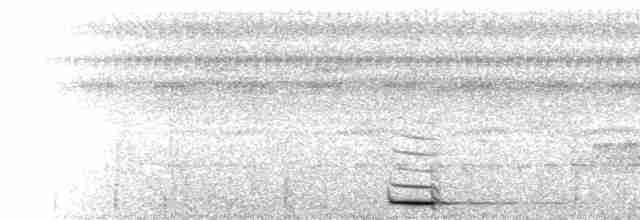  - Amazonian Antpitta