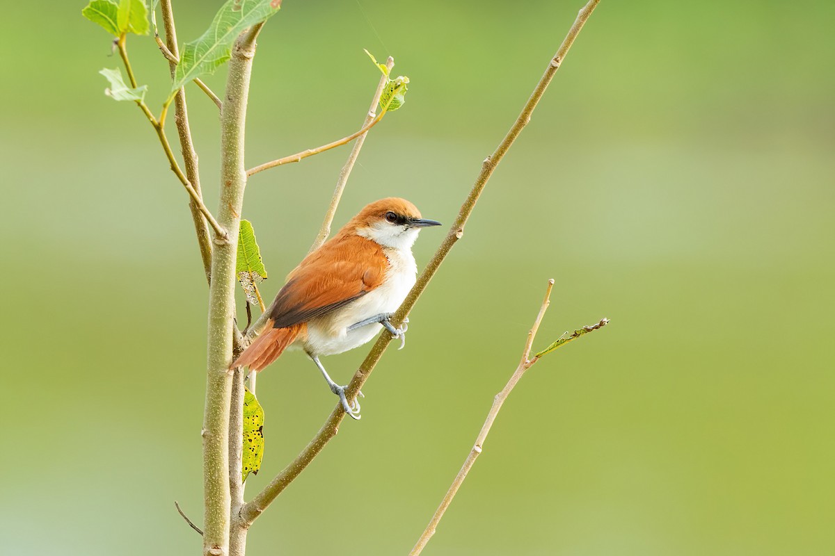 Red-and-white Spinetail - ML525637191