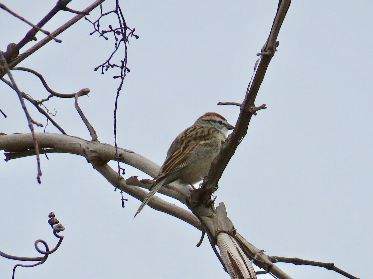 Chipping Sparrow - ML52563721