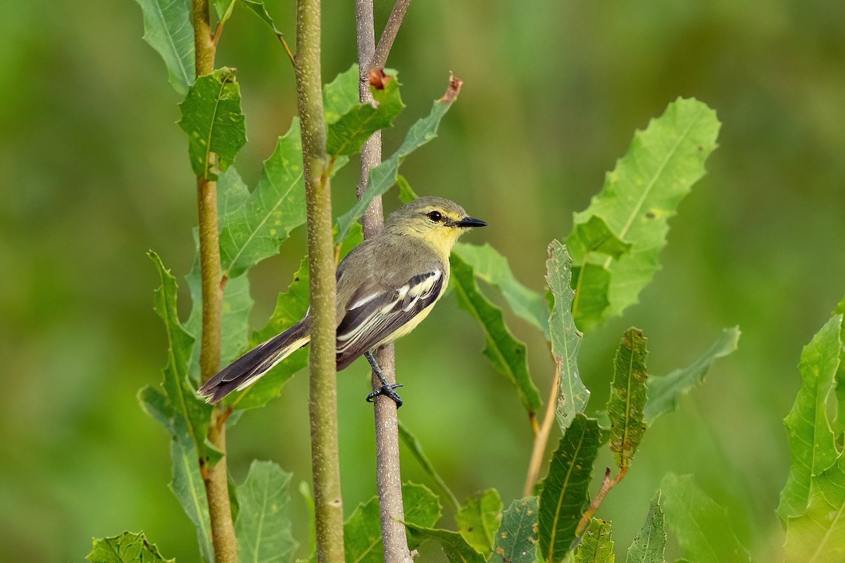 Lesser Wagtail-Tyrant - ML525637391
