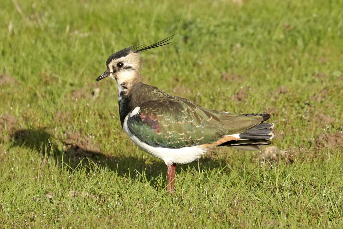 Northern Lapwing - Francisco Barroqueiro