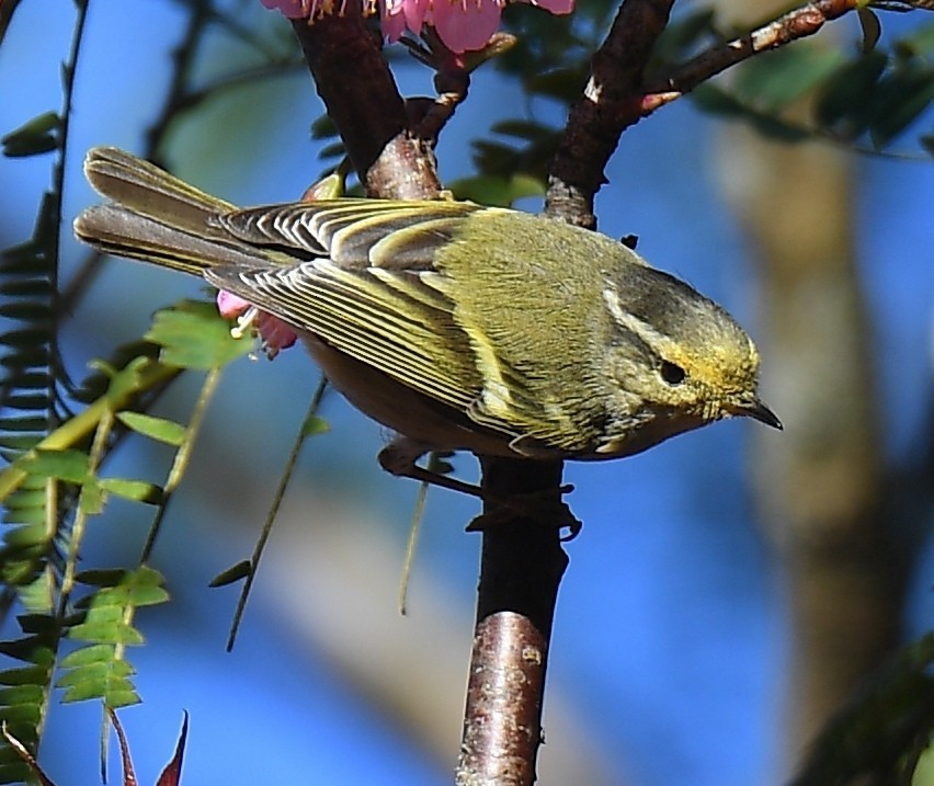 Yellow-browed Warbler - ML525639311