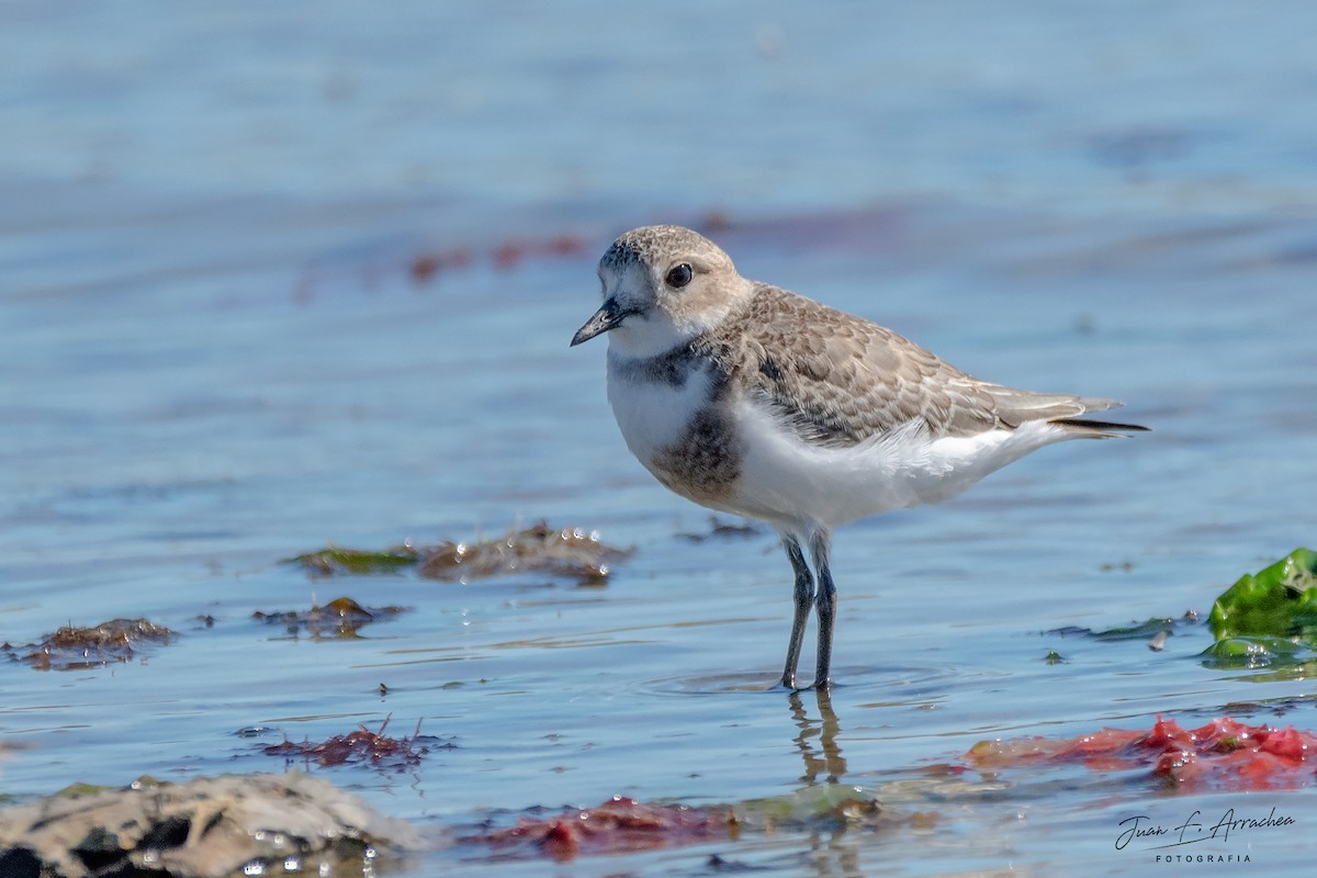 Two-banded Plover - ML525640511