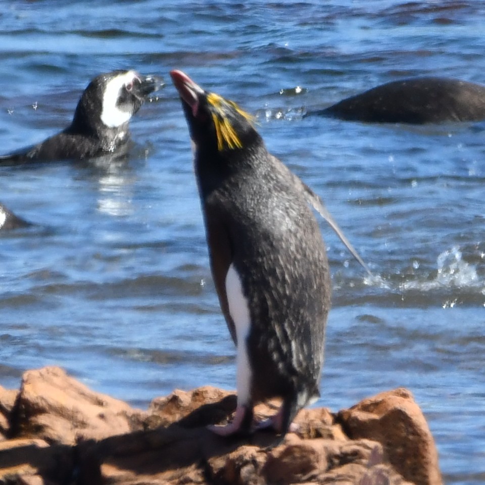 Златохохлый пингвин - ML525642511