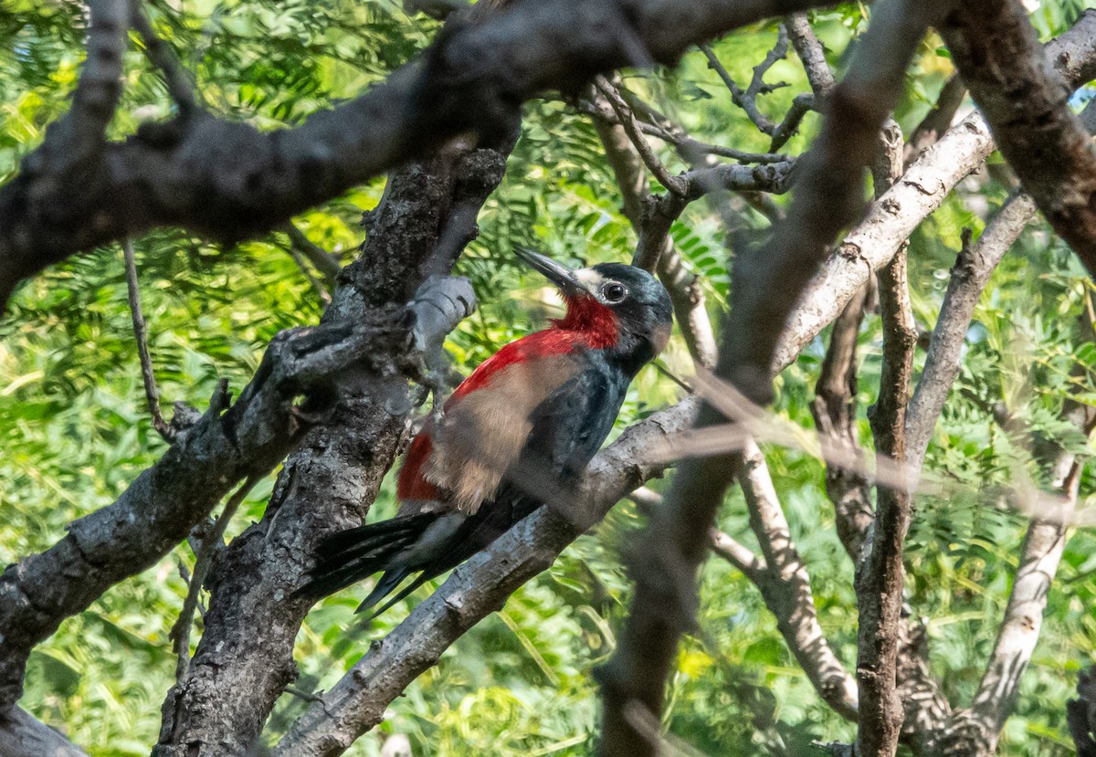 Puerto Rican Woodpecker - ML525642981