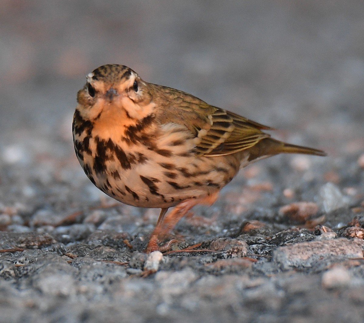 Olive-backed Pipit - ML525643601