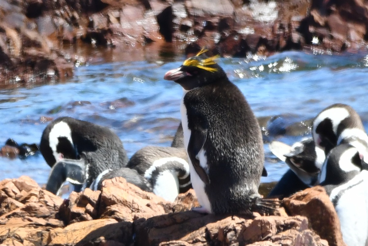 Златохохлый пингвин - ML525644101