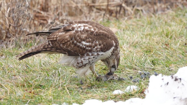 Red-tailed Hawk - ML525649591