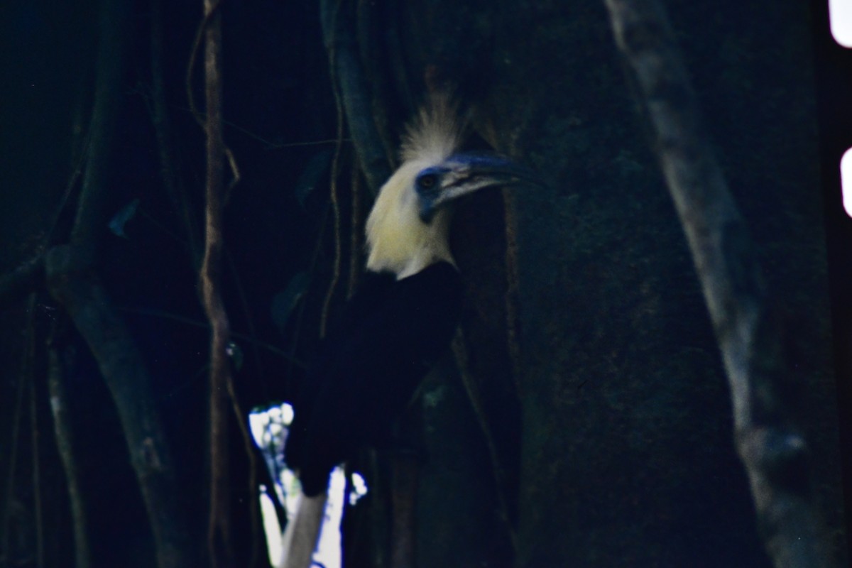 White-crowned Hornbill - ML525651011