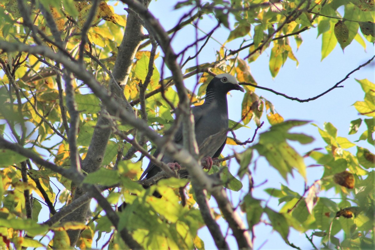 White-crowned Pigeon - ML525652621