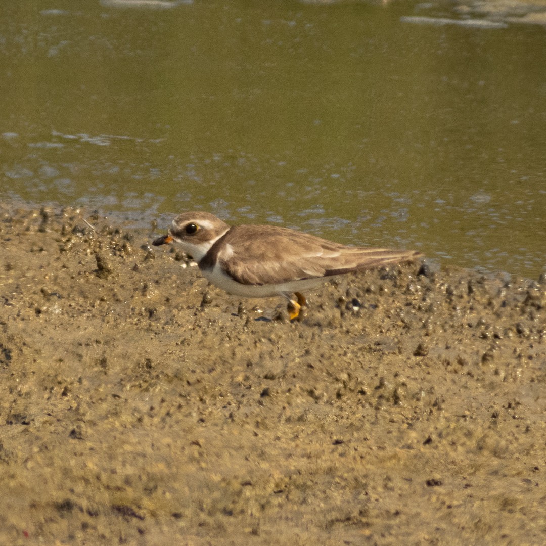 Semipalmated Plover - ML525652631
