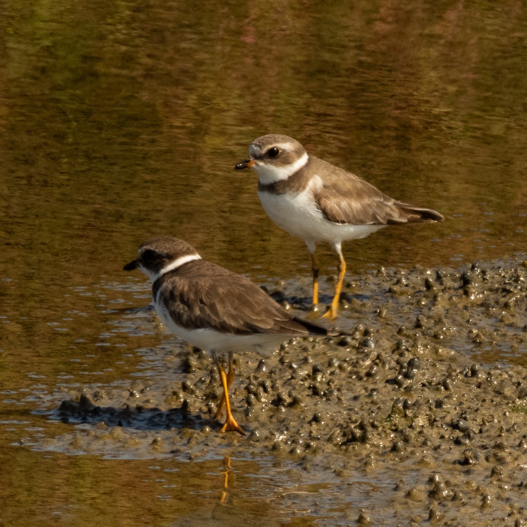 Semipalmated Plover - ML525652641
