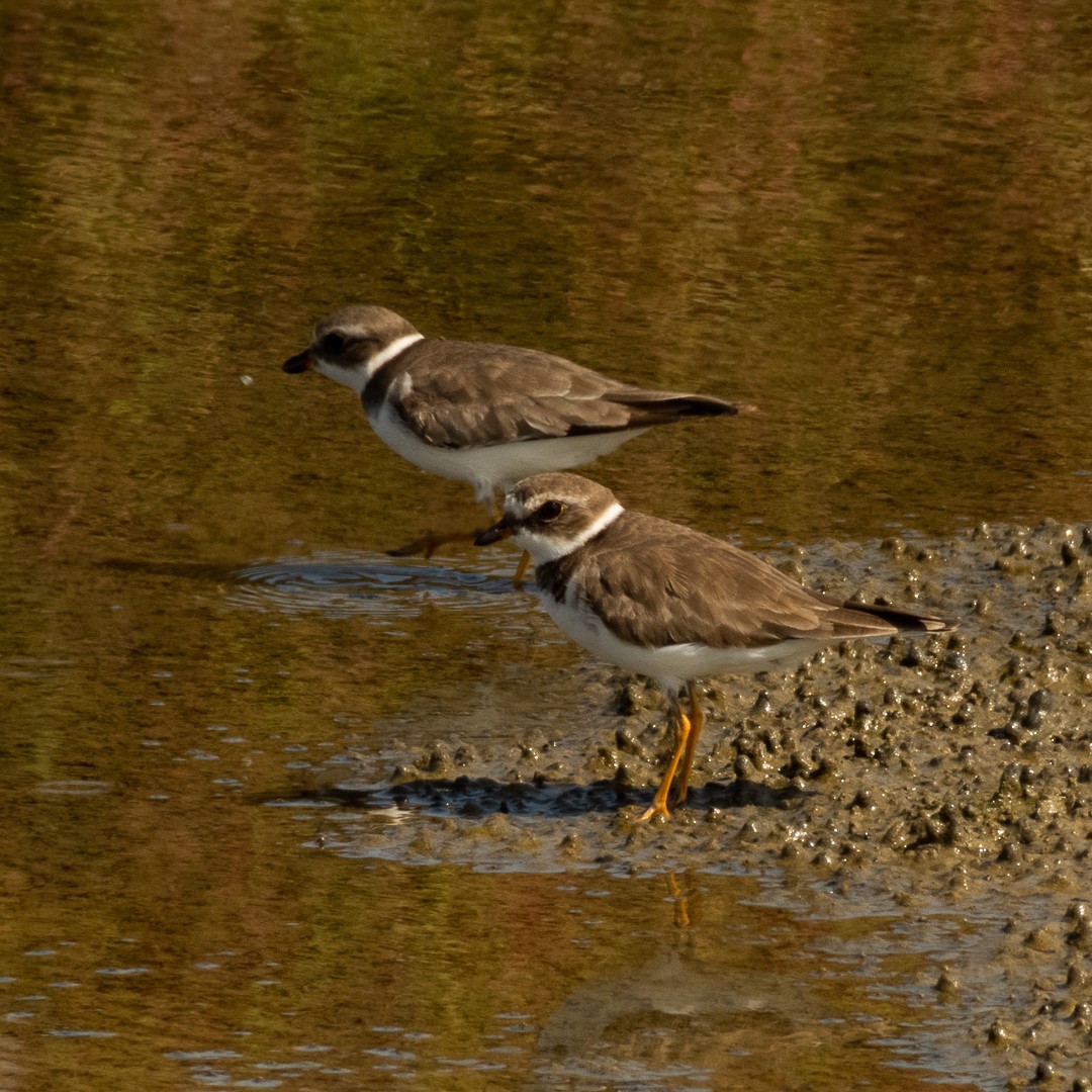 Semipalmated Plover - ML525652651