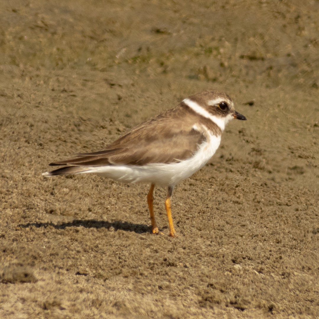 Semipalmated Plover - ML525652661