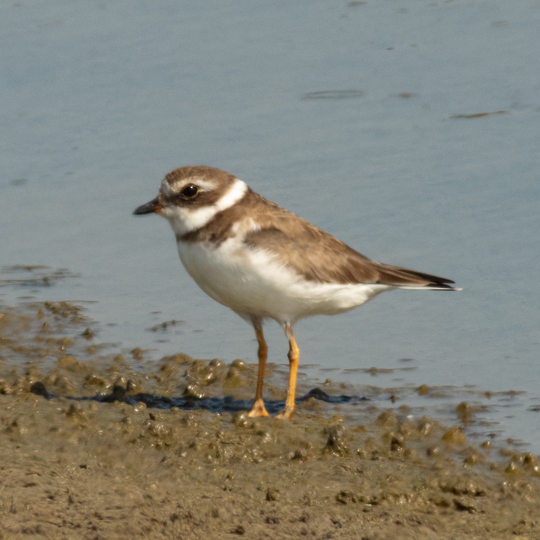 Semipalmated Plover - ML525652671